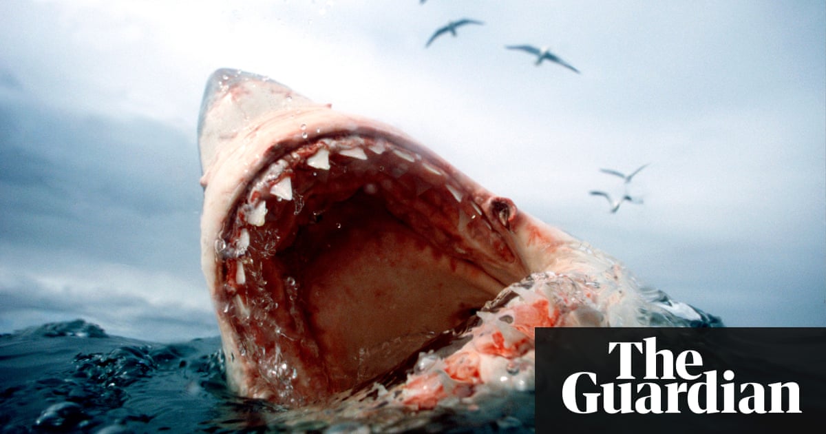 Orcas vs great white sharks: in a battle of the apex predators who wins