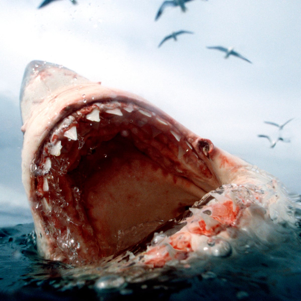 Deep Blue Giant Great White Shark May Have Been Spotted Near Hawaii