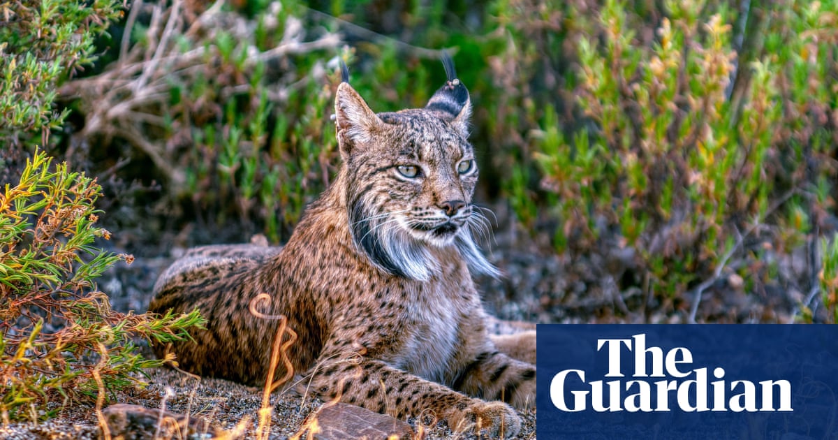 Spain's rewilding of Iberian lynx at risk after lobbying by hunters and farmers