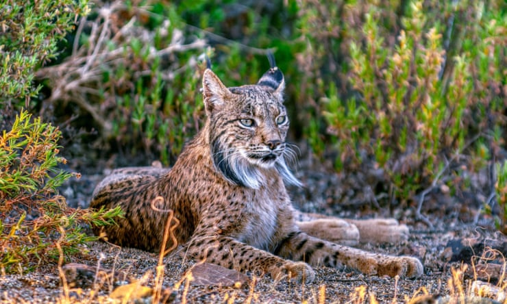 Spain’s rewilding of Iberian lynx at risk after lobbying by hunters and farmers Spain’s rewilding of Iberian lynx at risk after lobbying by hunters and farmers