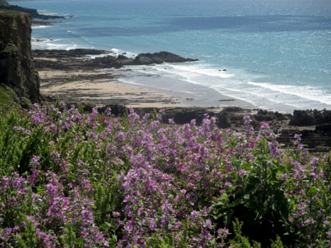 The rocky shore by Northcott Mouth, with mallow in the foreground.