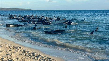 160 pilot whales stranded and 26 confirmed dead in Western Australia – video 