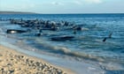 Mass pilot whale stranding on WA beach sparks rescue