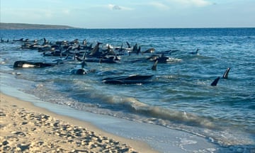 Pilot whales beached