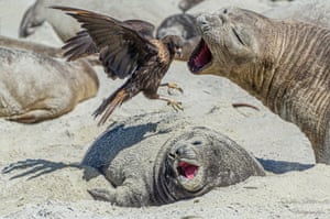 StalkingScene where a specimen of Elephant Seal defends her calf from the stalking of a striated caracara in the Falkland Islands.