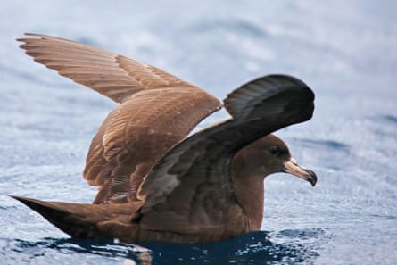 A brown bird sitting on water raises its wings