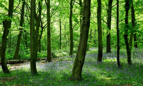 Bluebells στο Epping Forest, Λονδίνο