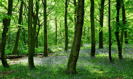 Bluebells in Epping Forest, London