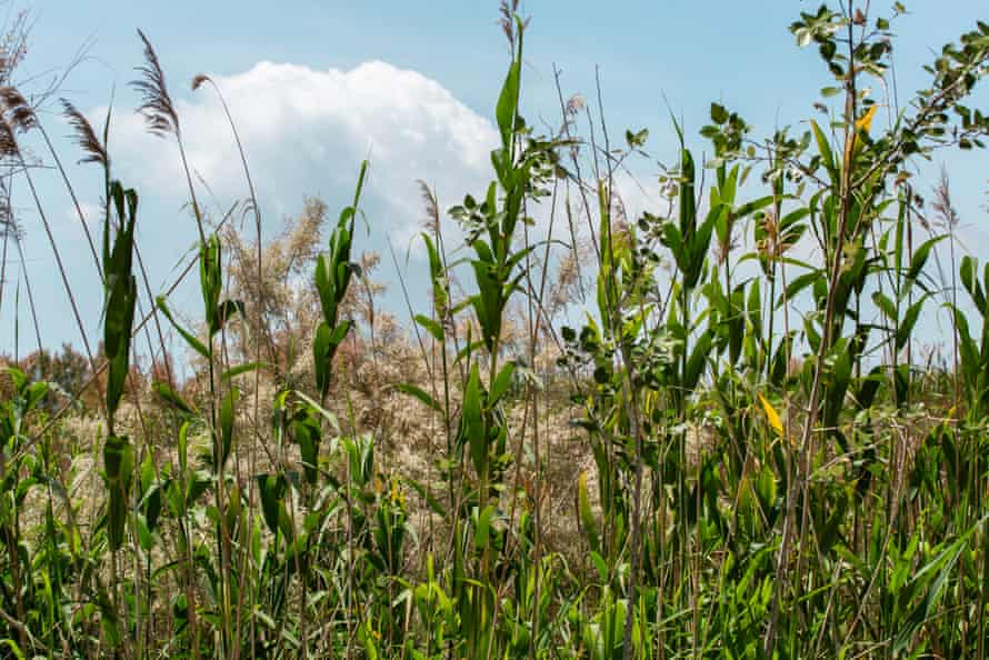 Vegetación en el antiguo delta del río Llobregat