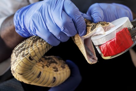 Closeup of a man’s hands with an African puff adder during an extraction of its venom to be used in research