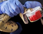 US army spends $1m on anti-snake venom drugs without independent testing