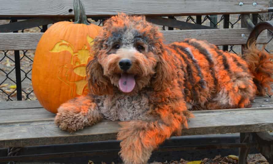 A dog dyed to look like a tiger in the Tompkins Square Halloween Dog Parade 2015