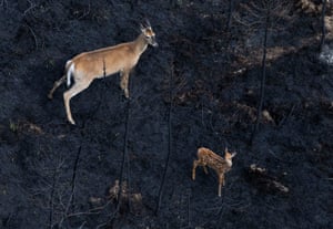 Vista aérea de uma corça e um cervo caminhando por uma floresta queimada em Shelburne, Canadá