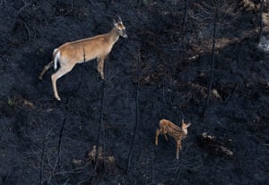 Aerial view of a doe and fawn walking through a burned forest in Shelburne, Canada