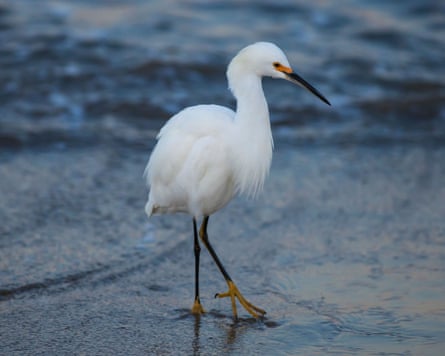 A snowy egret successful Santa Barbara, California.