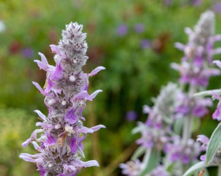 Closeup of purple lamb’s ear with greenery out of focus behind