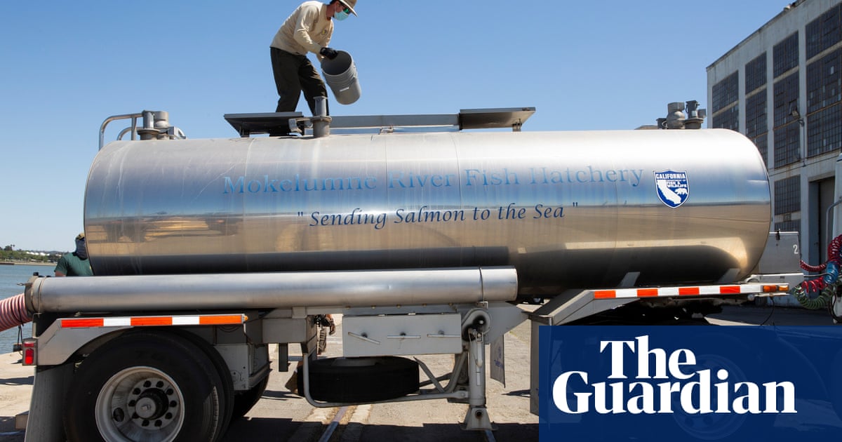 California to transport 17m salmon to the sea by truck as drought bites