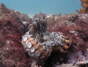 Octopus