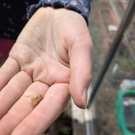 Ottoline with the scrap of pupa.