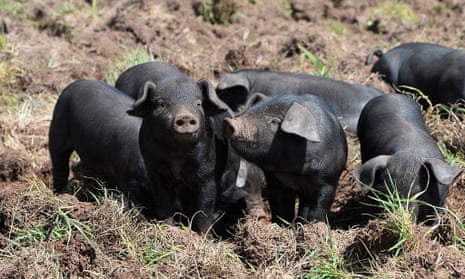 Birth-To-Plate Pig Farming At Jonai Farms & Meatsmiths