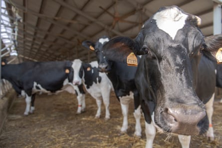 cows in a dairy farm supplying milk for the production of parmigiano reggiano.