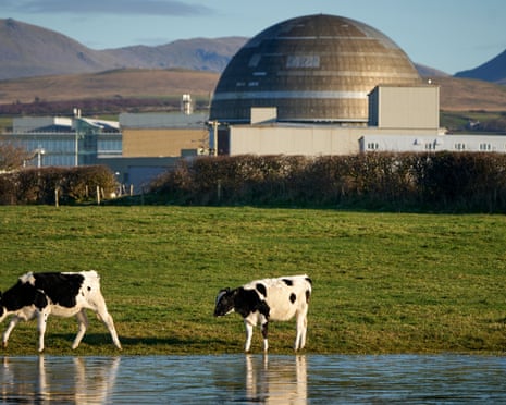 Sellafield, with cows