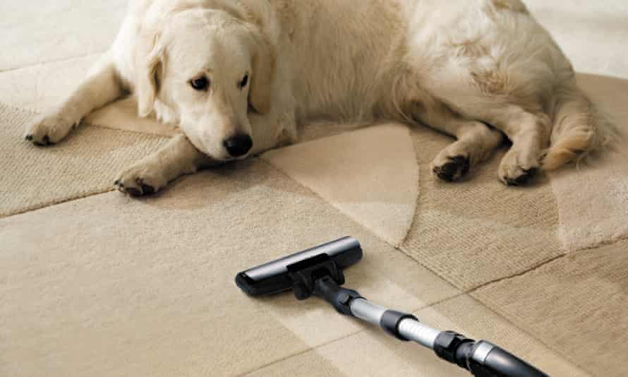 A dog and a vacuum cleaner.