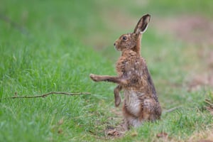 Uma lebre em um campo durante uma chuva em Kidderminster, Reino Unido