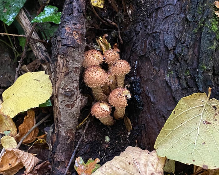 Young country diary: Bright or dull, fungi are my wonders of the woods