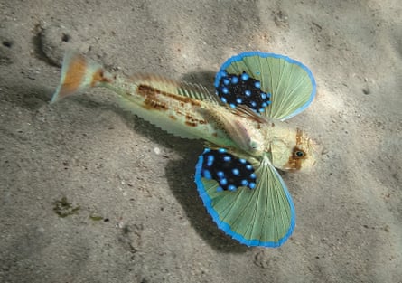 A pale yellowish fish with wings outlined in bright blue, each with a patch of darker, speckled blue, glides above a sandy ocean floor with a second, smaller fish lying on the space between its wings.