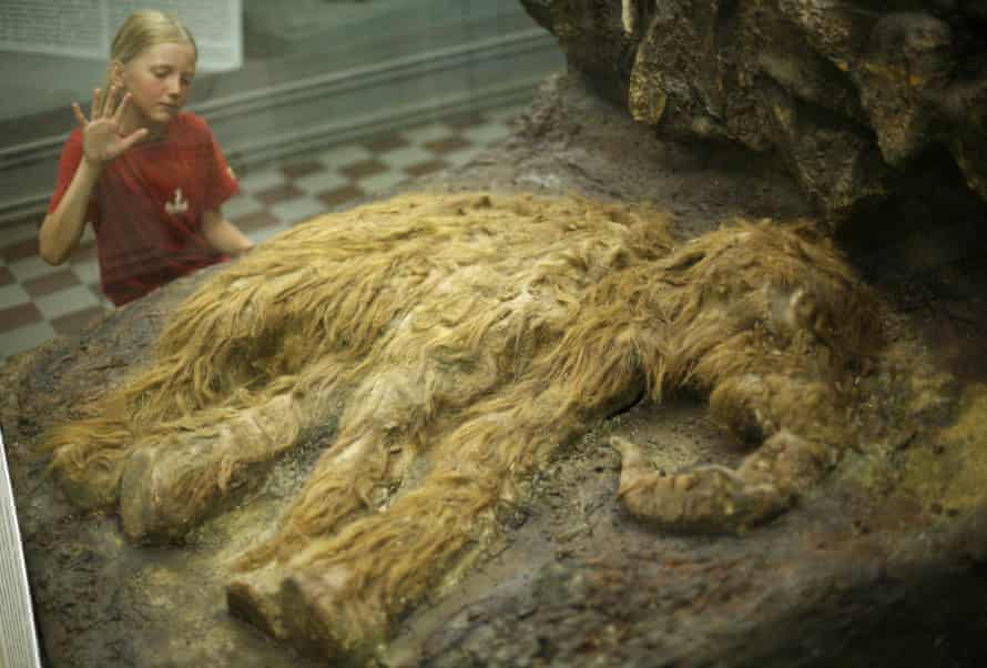 The preserved and stuffed carcass of a young woolly mammoth, found frozen in Siberia.