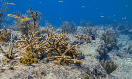 Clusters of outplanted staghorn coral on Pickles Reef, Florida Keys.