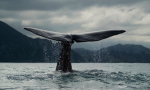 Blue whale {Balaenoptera musculus} diving, tail fluke, Kaikoura, South Island, New Zealand BW86DX Blue whale {Balaenoptera musculus} diving, tail fluke, Kaikoura, South Island, New Zealand