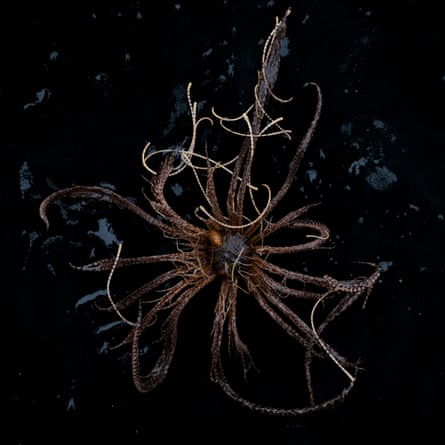 The Antarctic feather star, Promachocrinus kerguelensis, found at approximately 300m depth at Kinnes Kinnes Cove, Antarctic Sound