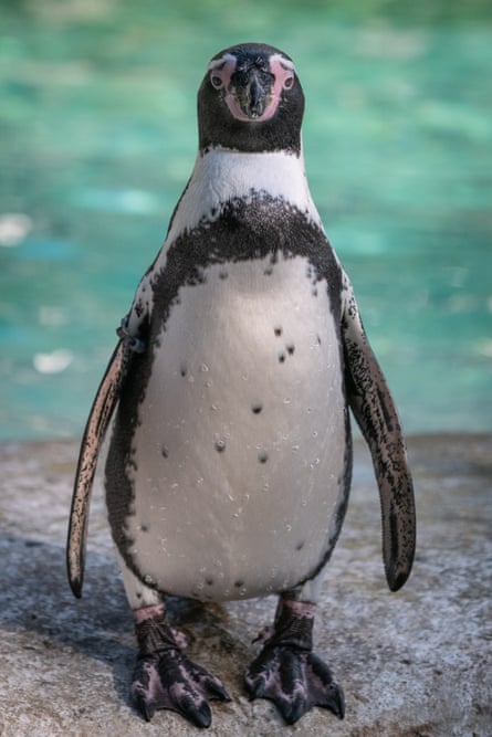 A Humboldt penguin