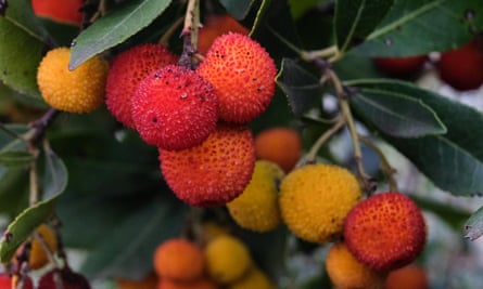 Fruit on the strawberry tree.