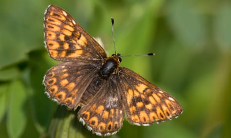 In spring 2020, one of the biggest colonies of Duke of Burgundy butterflies was discovered in Dorset.