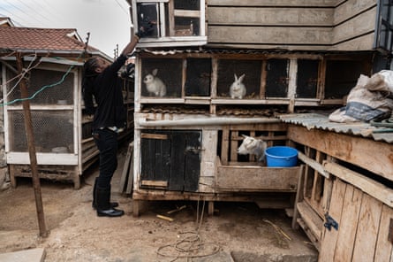 Nyambura Simiyu closing a rabbit hatch door, at her garden in Rongai, Nairobi.
