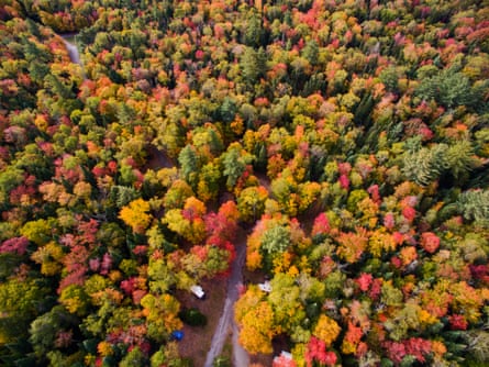 Autumn trees in the Adirondacks