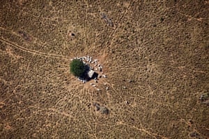 Cattle shelter from the sun under a small tree in Mato Grosso, Brazil.