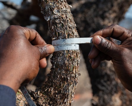 Closeup of a tape measure held by hands as it is wrapped around a tree.
