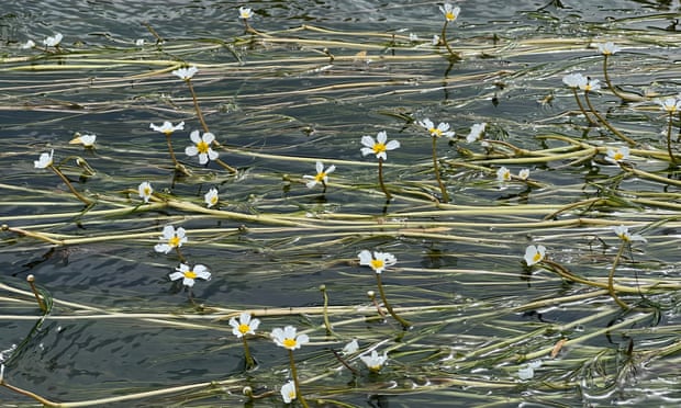 Water-crowfoot on river