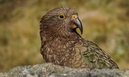 The kea, one of New Zealand’s endangered native birds