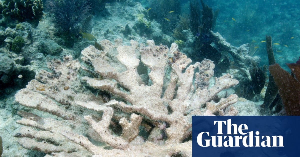 Two crucial Florida coral species left ‘functionally extinct’ by ocean heatwave