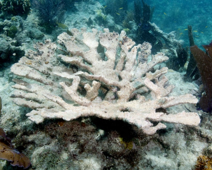 Two crucial Florida coral species left ‘functionally extinct’ by ocean heatwave