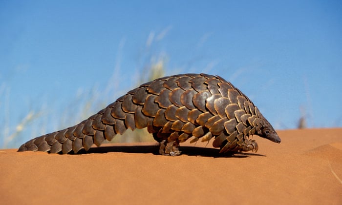 Hunt for bogus asthma cure threatens pangolins | Illegal wildlife trade |  The Guardian