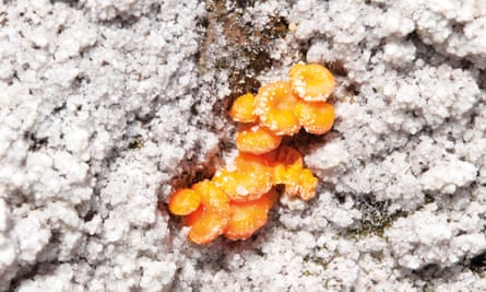 Bright orange discs of funghi against a white crusty background