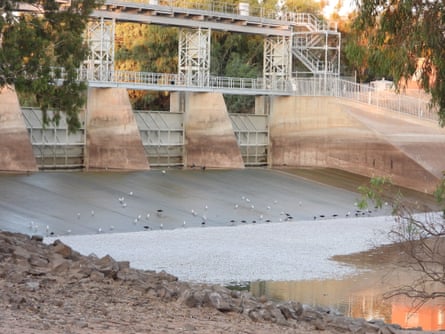 Thousands of fish washed up at the foot of the Menindee Lakes primary weir