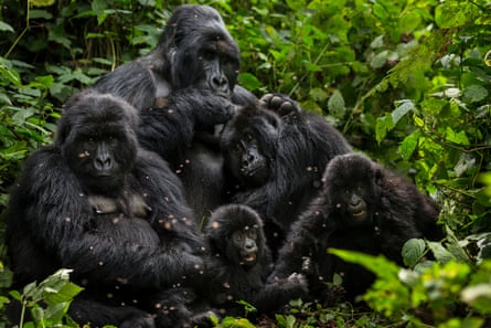 A family of gorillas in Bukima, Virunga national park.