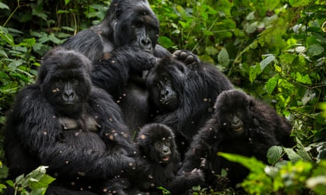 The Bageni family in the gorilla sector of Virunga National Park.